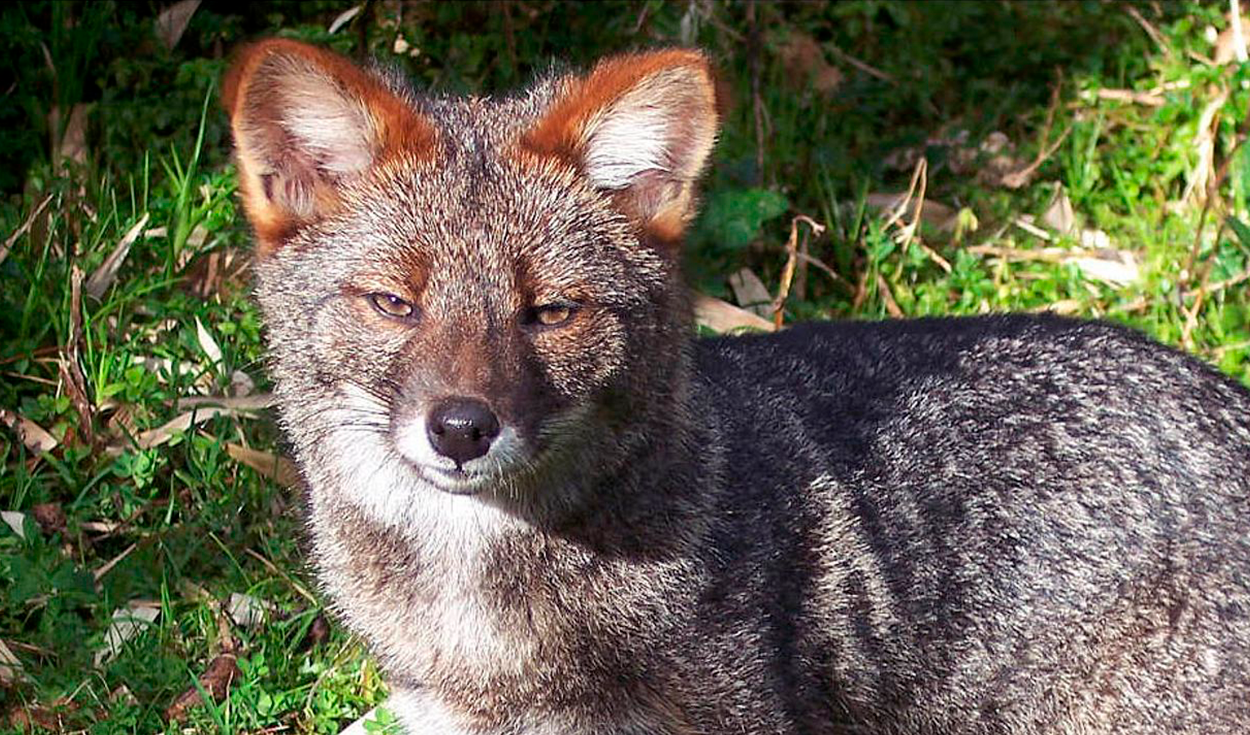 Un comerciante vendió una cabeza disecada creyendo que era de un zorro, pero resultó ser de una especie extinta hace mucho tiempo