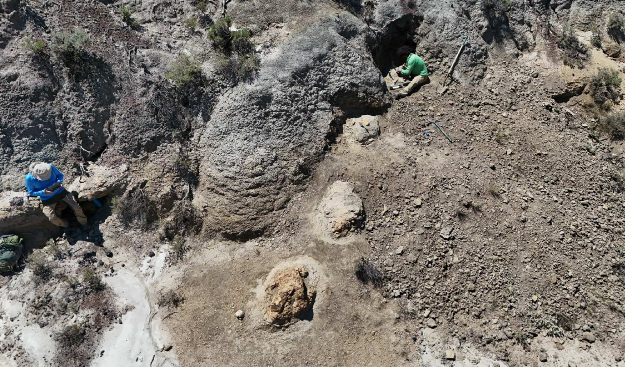 Un rastro de pisadas de hace 66,5 millones de años revela las primeras huellas de un T. rex adulto caminando