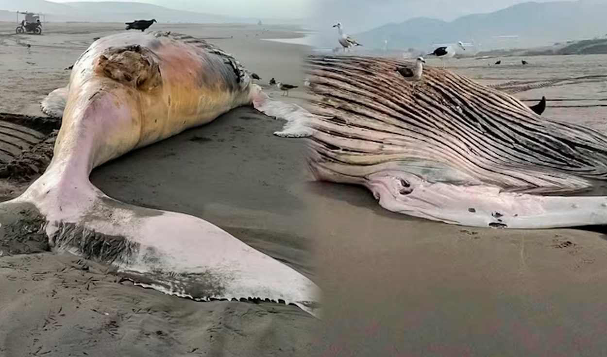 Enorme ballena jorobada de 14 metros muere tras quedar varada en playa de Arequipa: IMARPE analiza sus restos