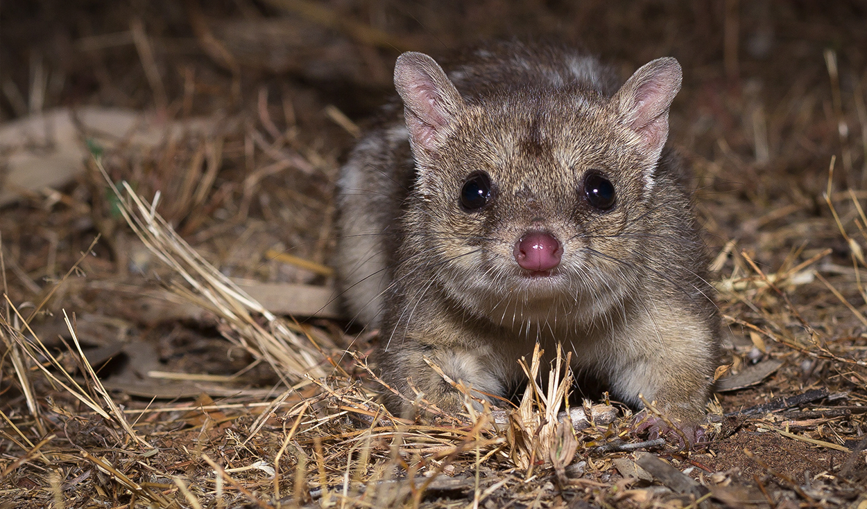 Investigadores australianos enterraron tuberías de plástico en escombros mineros para crear madrigueras artificiales y ayudar a restaurar el hábitat de unos marsupiales